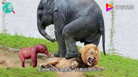 大象刚生下象宝宝，狮群袭来，象妈瞬间母爱爆发，结果惊艳全场！ - YouTube