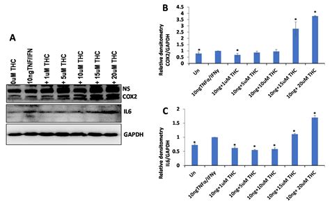 Analysis of Anti-Cancer and Anti-Inflammatory Properties of 25 High-THC ...