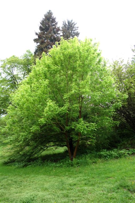 Image result for Box Elder Tree Syrup
