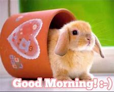 Image result for Good Morning Spring Bunnies