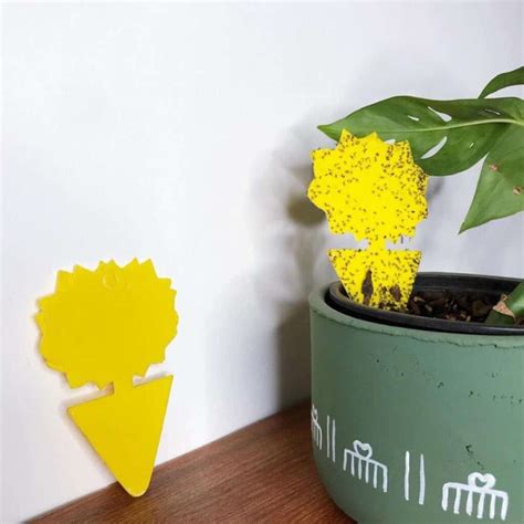 What Attracts Gnats: How To Eliminate and Prevent Infestation