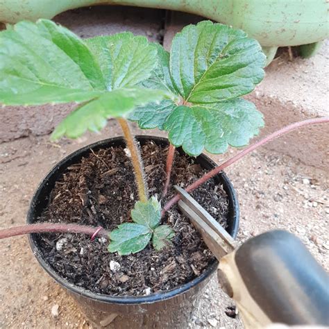 Everbearing Strawberry Propagation in a Vertical Planter
