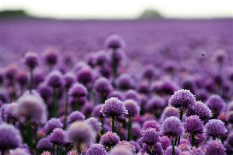 Gentian Violet: The Power is in the Color | The Yinova Center