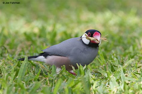 Java Sparrow Calls 的图像结果