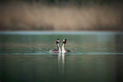 Is Distilled Water Ionic