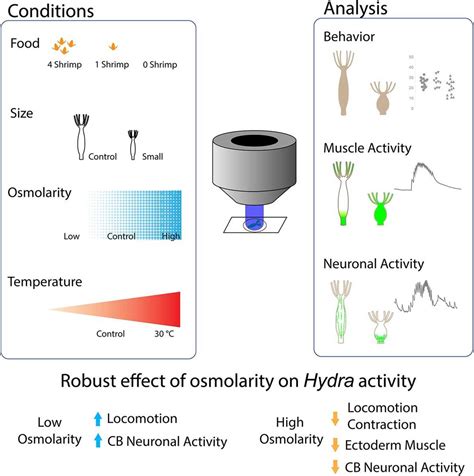 Image result for Java Program to Simulate Hydra