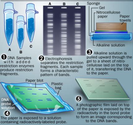 DNA Profiling 的图像结果