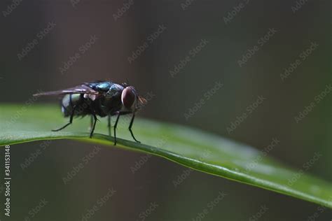 Fly Insect 的图像结果