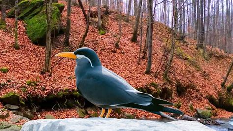 Image result for Sound of Spring