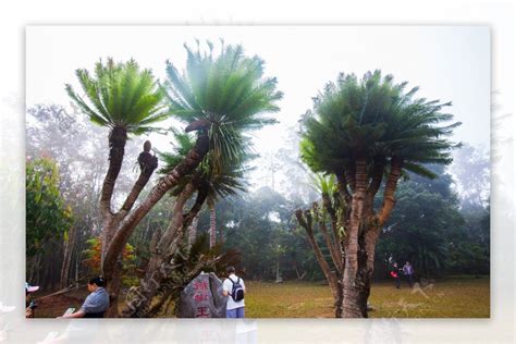 西双版纳热带植物园门票优惠政策_云南旅游摄影团