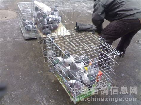 初秋的鸽子市场--中国信鸽信息网相册