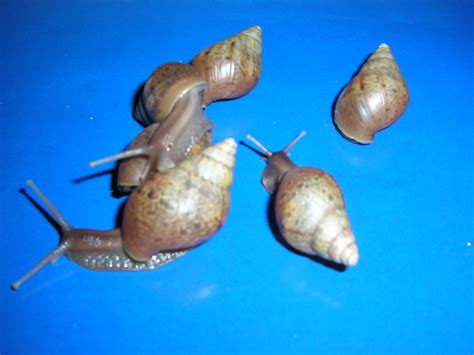 Achatschnecken fulica in St. Leon - Rot | Tiere | Kleinanzeigen