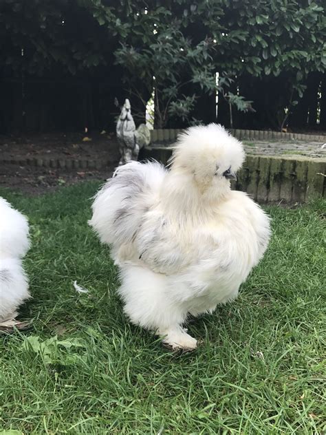 Young Silkie Rooster with Blue Paint