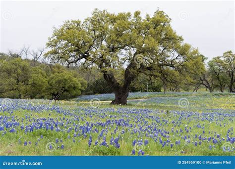 A Lone Tree in a Field of Bluebonnets. Stock Photo - Image of lupinus ...