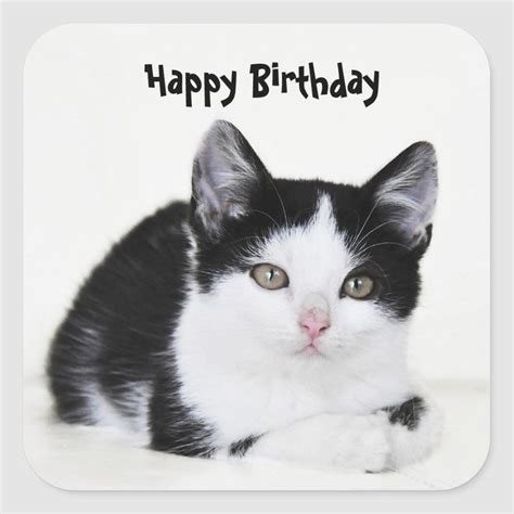 Happy Birthday Black And White Cat