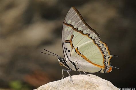 BUXA VALLEY HOMESTAY (Buxa Hill Forest) - Hotel Reviews & Photos ...