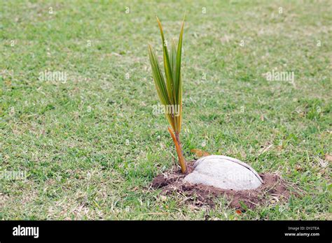 How To Grow A Coconut Palm Tree From Seed at Katrina Cowley blog