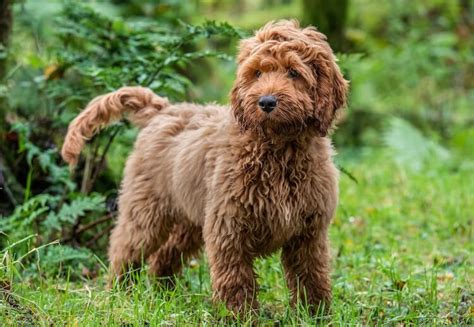 Image result for Cockapoo Full Size