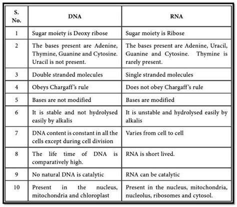 what is difference between DNA and RNA? WITH EXPLAINATION - Brainly.in