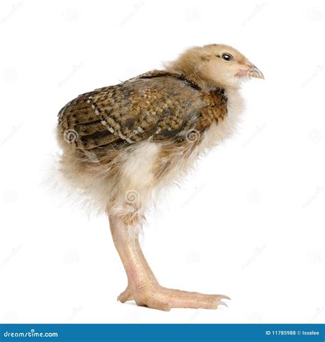 Baby Chicken With Long Legs Royalty Free Stock Photos - Image: 11785988