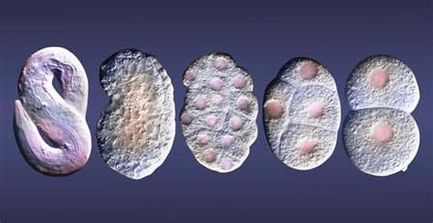 Image result for Embryogenesis Process