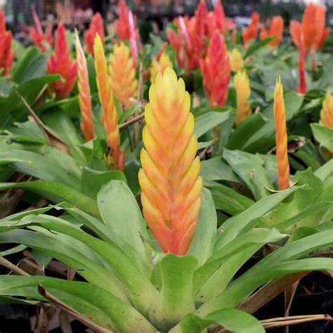Flaming Sword Houseplant - Vriesea Flaming Sword Info And Care