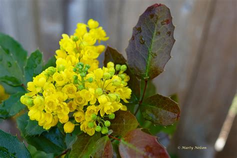 Discover 55 Oregon Grape Blossom and oregon grape ideas | blossom, oregon, grapes and more