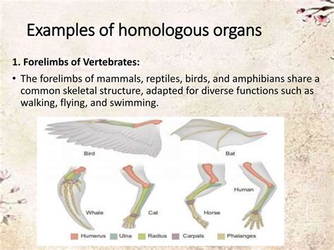 Homologous organs and analogous organs.. | PPTX