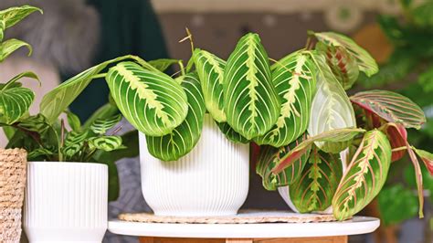 Low Maintenance House Plants