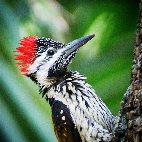 Explore the vanishing biodiversity at Patharghata a hidden gem in New ...