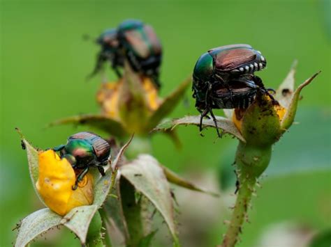 Japanese Beetles On Roses: How To Control Japanese Beetles On Roses