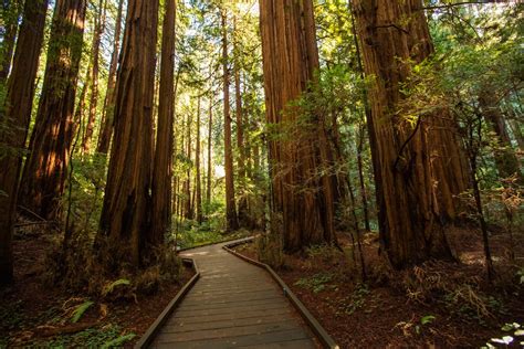 Is It Worth Going to Muir Woods? Self Guided Audio Tour