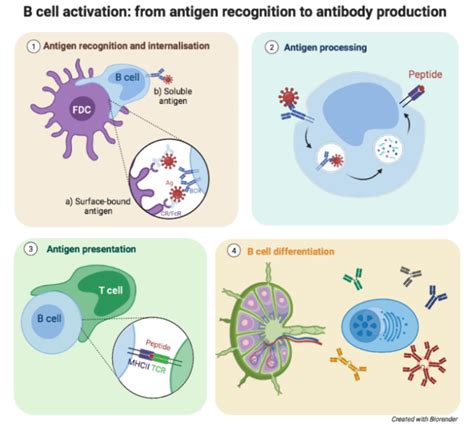 Antigen Recognition & B Cell Activation: Immune Response Explained ...