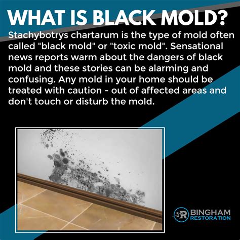 What Is A Fear Of Mold Called at Brooke Plume blog