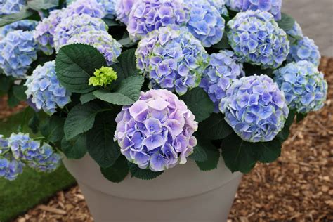 Hydrangeas In Containers