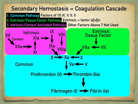 Coagulation Cascade Diagram Simple