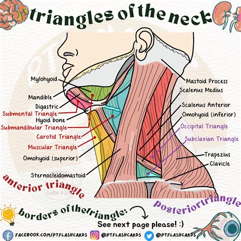 Anatomy Of Neck Ppt PPT) Anatomy Of The Outer, Middle, Inner Ear