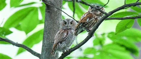 Image result for Baby Owl Springwatch