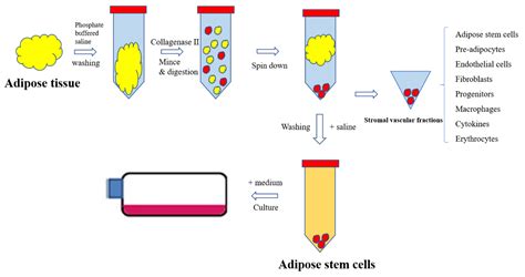 Adipose Tissue Stem Cells for Therapy: An Update on the Progress of ...