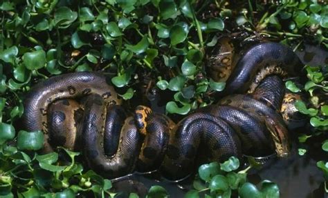 Scientists Discover the Largest Anaconda Ever Found in the Amazon ...