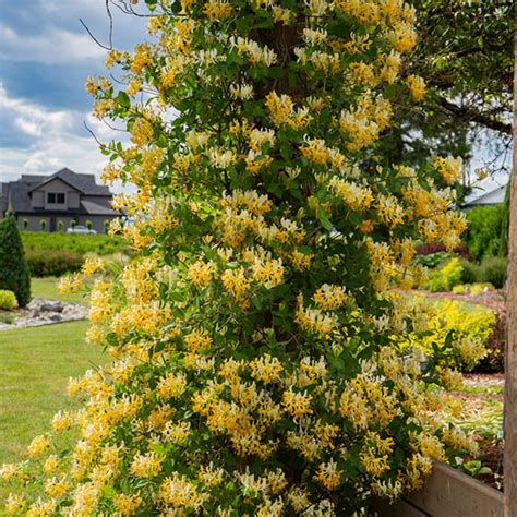 Amazon.com : White Yellow Honeysuckle Fragrant Climbing Honeysuckle ...