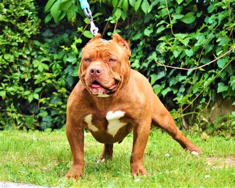 American Bully XL vs XXL: Understanding the differences - American ...