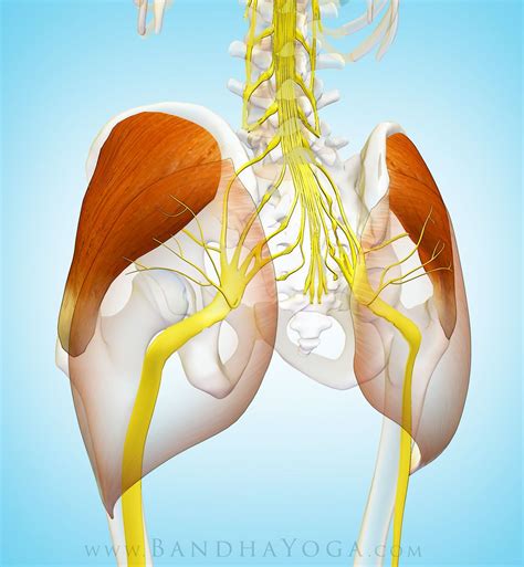 The Gluteus Medius Muscle in Yoga | Gluteus medius, Yoga anatomy, Bandha yoga