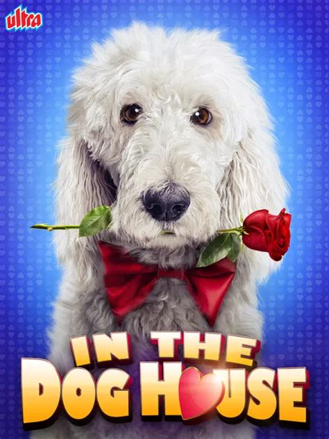 In the Dog House 2014 Full Movie Online - Watch HD Movies on Airtel ...