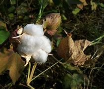 Image result for cotton