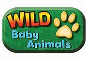 Image result for Raising Wild Baby Rabbits