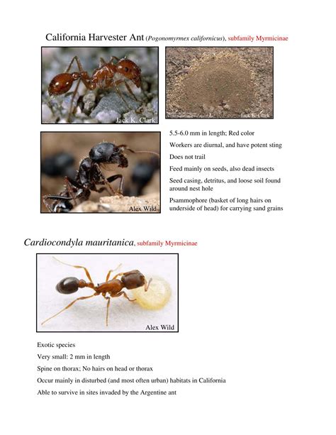 30+ Free Printable Ant Identification Charts [PDF]