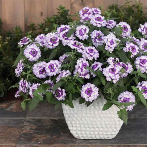 Growing Trailing Verbena: How To Care For Verbena Canadensis