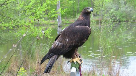 CORNELL LAB OF ORNITHOLOGY (2026) All You Need to Know BEFORE You Go ...