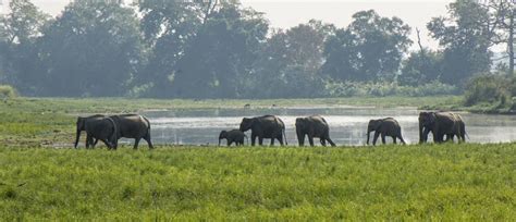 An Ideal Tour Package for Pobitora Wildlife Tour with Guwahati